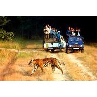 6-Night Golden Triangle Tour with Ranthambore from Delhi