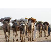 6-Day Private Royal Rajasthan Tour from New Delhi with Desert Camel Safari