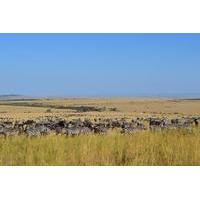 6-Night Masai Mara National Reserve Tour: Nakuru National Parks, Amboseli and Tsavo from Nairobi
