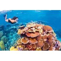 6 day best of cairns including the great barrier reef kuranda and the  ...
