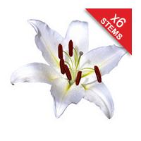 6 Classic White Lilies