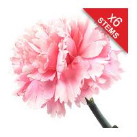 6 Classic Pink Carnations