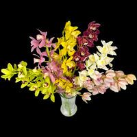 6 classic mixed cymbidium orchids