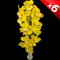 6 Classic Yellow Cymbidium Orchids