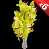 6 Classic GREEN Cymbidium Orchids