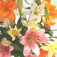 6 Mixed Asiatic Lilies