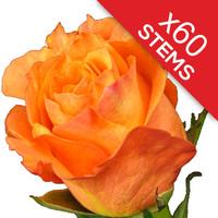 60 Orange Roses