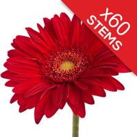 60 classic red gerberas