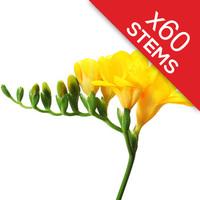 60 Classic Yellow Freesias