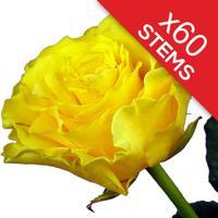 60 Yellow Roses