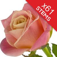 61 Peach Roses