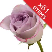 61 Lilac Roses