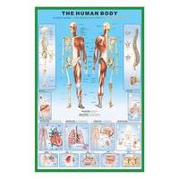 61 x 91.5cm The Human Body Maxi Poster