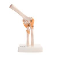 66fit elbow joint anatomical model