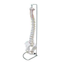 66fit Anatomical Flexible Vertebral Column With Pelvis