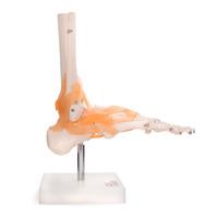 66fit foot joint with ligaments anatomical model