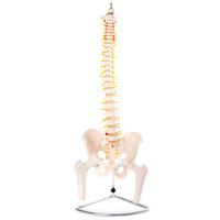 66fit Anatomical Flexible Vertebral Column With Pelvis & Femur Heads