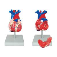 66fit life size heart model