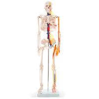 66fit Skeleton With Nerves and Blood Vessel - 85cm