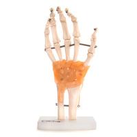 66fit Human Hand Joint With Ligaments Anatomical Model