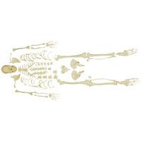 66fit Disarticulated Skeleton with Skull