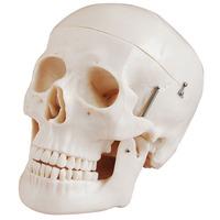 66fit deluxe life size human skull anatomical model