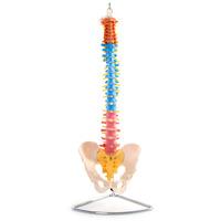 66fit Anatomical Flexible Vertebral Column with Pelvis (Coloured)