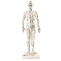 66fit male acupuncture model 50cm