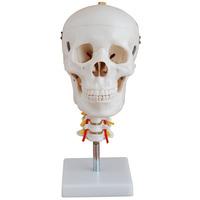 66fit skull with cervical spine anatomical model