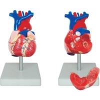 66fit life size heart model