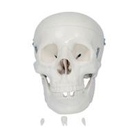 66Fit Life Size Human Skull Anatomical Model