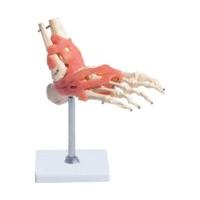 66fit foot joint with ligaments anatomical model