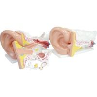 66Fit Giant Ear Model