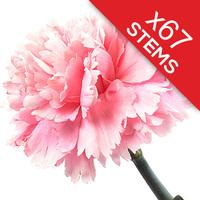 67 Classic Pink Carnations