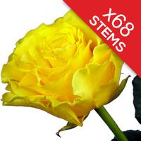 68 Yellow Roses