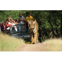 7 Days Golden Triangle with Ranthambore and Pushkar tour From Delhi