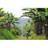 7-Day Biking Tour: Coffee, Cultural and Cocora Valley from Pereira