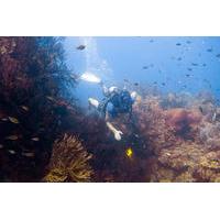 7-Night, 10-Dive Scuba Diving Experience in Grenada