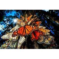 7-Day Tour from Mexico City: Monarch Butterfly Migration Experience
