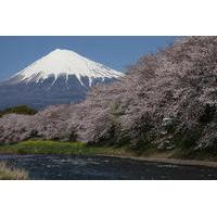 7-Day Private Custom Tour of Tokyo, Mt Fuji, Kyoto and Osaka by Chartered Vehicle