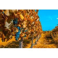 7 day best of mendoza and buenos aires tour culture wine and food