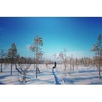 7-Day Small-Group Winter Activity Tour in the Wilderness of Northeast Finland