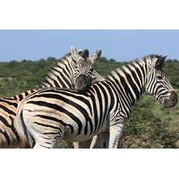 7-Day South Africa Wildlife and Warriors Tour from Johannesburg