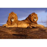 7 day national parks safari tour from nairobi