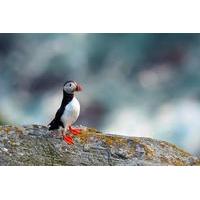 7-day Puffin Tour from Halifax t...