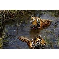 7-Day Wildlife Safaris in Central India from Jabalpur to Khajuraho