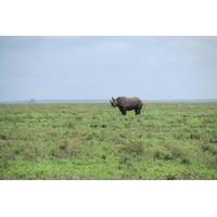 7-Day Private Tour Lake Manyara, Serengeti, Tarangire, Ngorongoro from Arusha