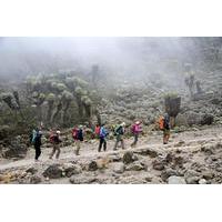 7-Days Mount Kilimanjaro Trekking Via Machame Route From Arusha