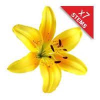 7 classic yellow lilies