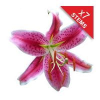 7 Classic Pink Lilies
